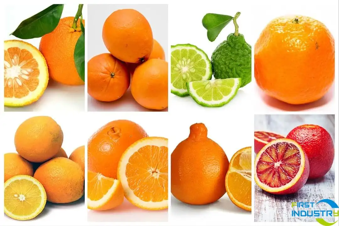 images/1564553651564ModFarmerOrangeVarietyGuide-web.jpg