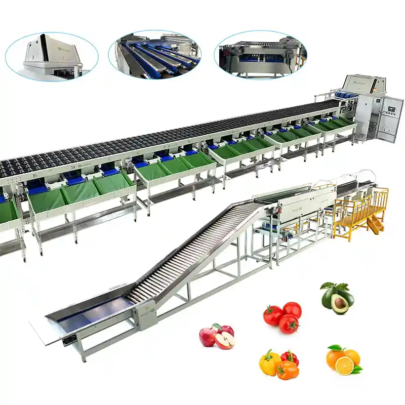 4-lane bell pepper weight sorter with integrated color grading system sorting green red yellow peppers