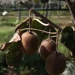 A mysterious disease is destroying the Kiwi industry in Italy