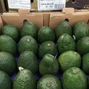 Annual exports of Peruvian avocados increase