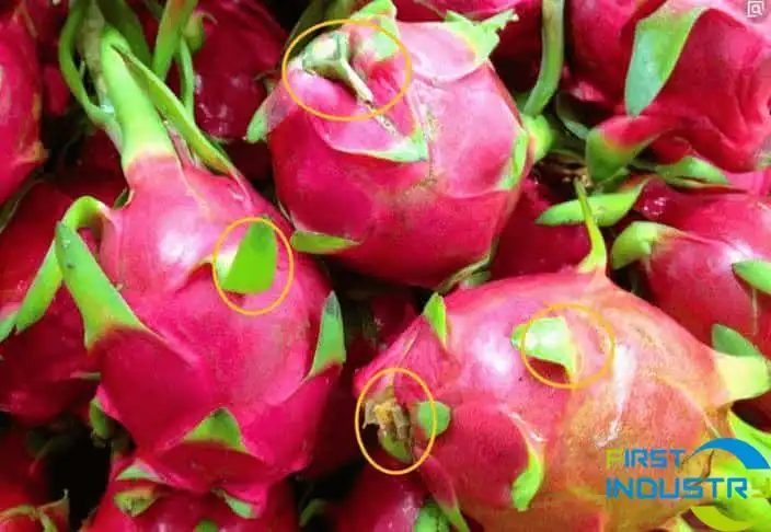 images/1558488591551dragon-fruit-grading-machine-1.jpg images/1558488591551dragon-fruit-grading-machine-1.jpg