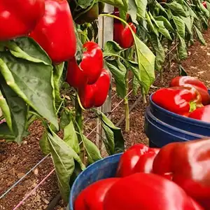 Australia capsicums: Demand has been good this year, but can be a bit up and down