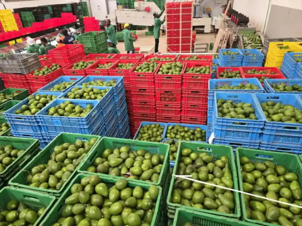 Avocado Grading Methods