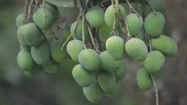 Bangladesh Mango Expected to Start Exporting to China in Summer 2026
