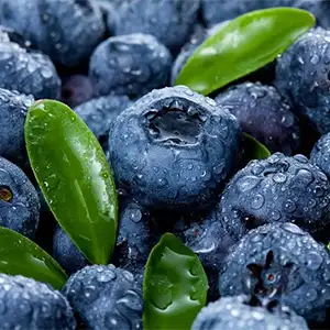 Blueberry grading machine