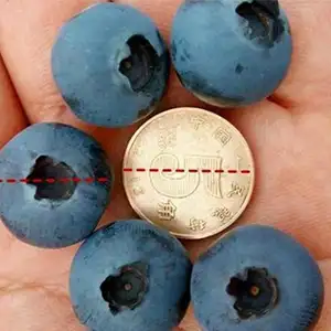 Blueberry sizes and quality