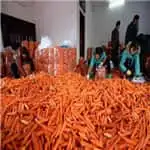 Carrot grader from Zhengzhou first Industry