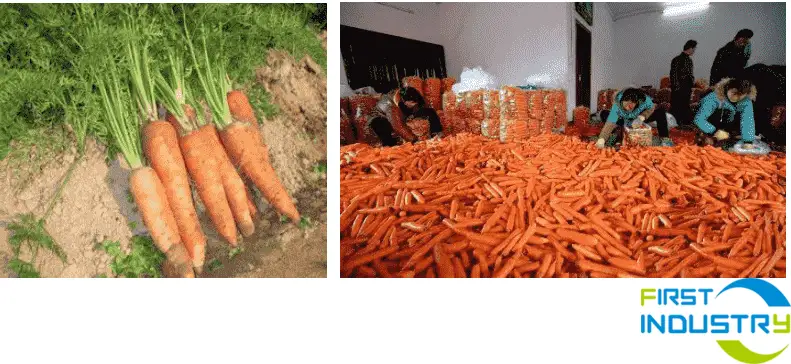 carrot sorting machine carrot sorting machine