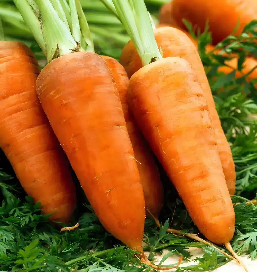 Carrot washing grading machine