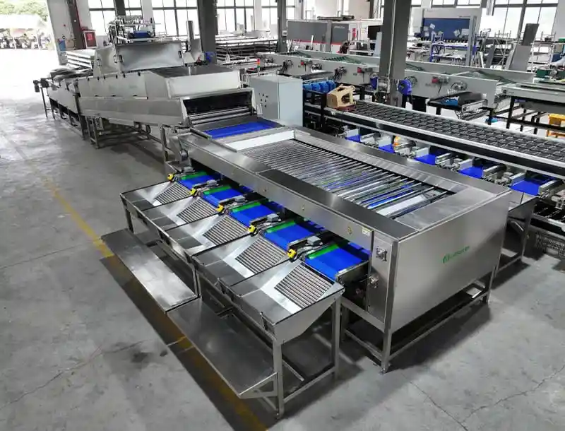 Cassava Washing Drying and Sorting Line