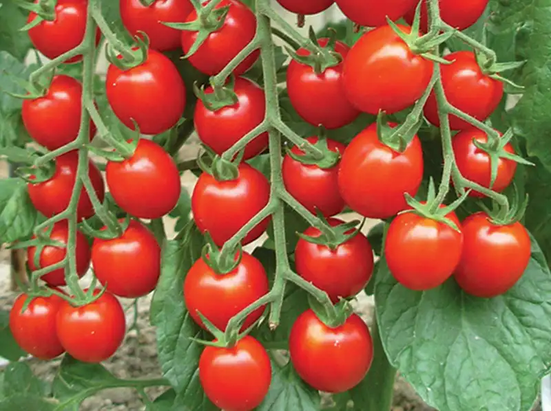 Cherry tomato cleaning sorting and packaging machine