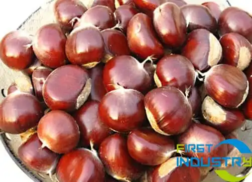 chestnut chestnut