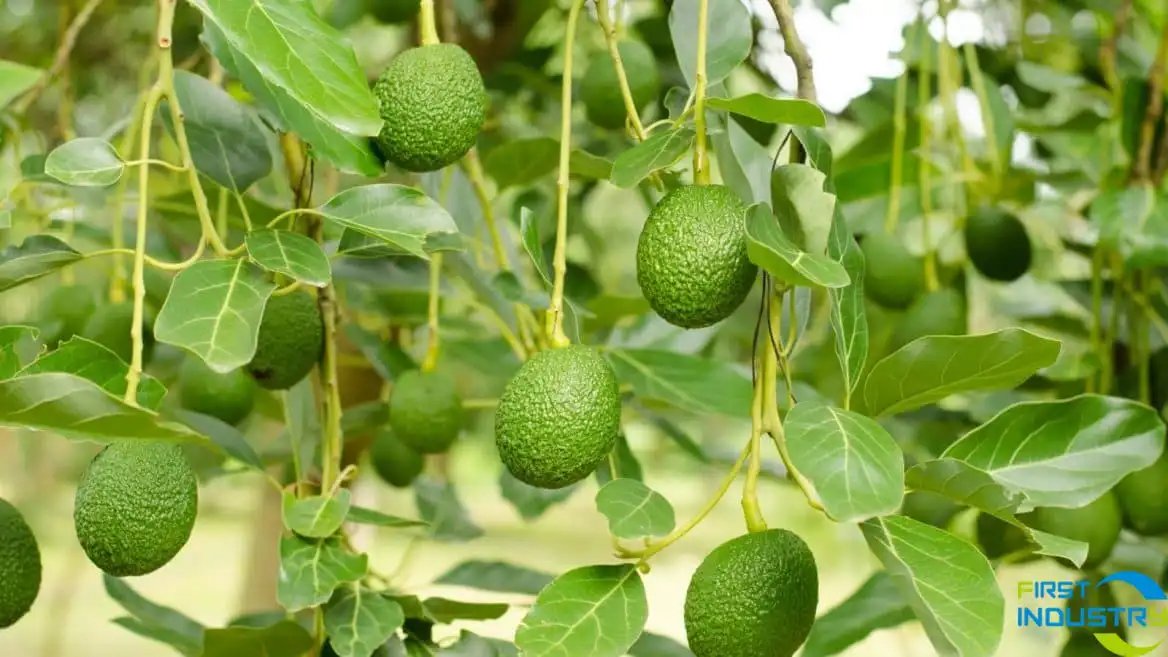 avocado processing avocado processing