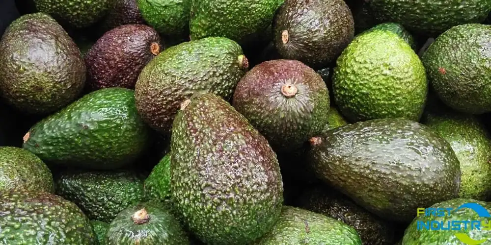 avocado processing avocado processing