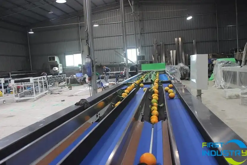 citrus weight sorter citrus weight sorter
