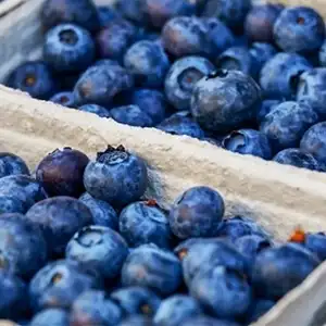 Chilean blueberries usher in the peak of the market