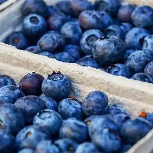 Chilean blueberry exports will reach 117000 tons this season