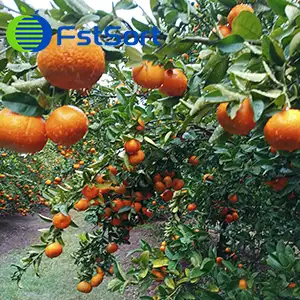 Citrus processing journey
