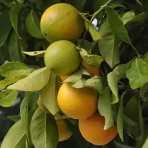 Citrus production declines in the southern hemisphere
