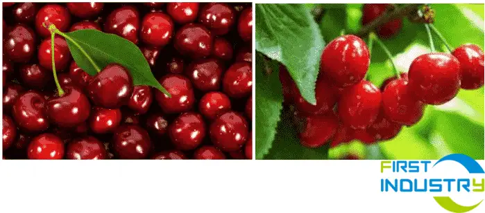 cherry pitting machine cherry pitting machine