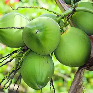 Coconut graders will be in great demand in the Philippines