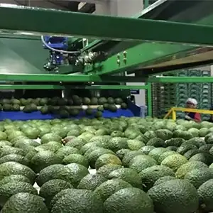 Colombia avocado aims at China market