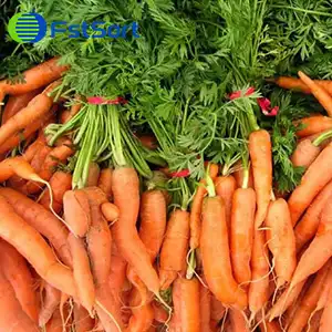 Could Vietnam Be The Worldās Next Carrot Supplier