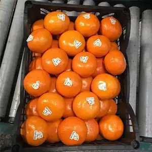 COVID-19 increased the packaging costs of honey Murcott