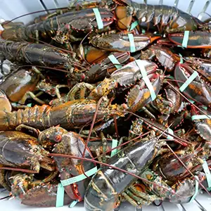 Crawfish & Lobster Grading Sorting Machine