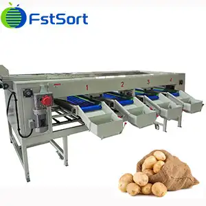 Customized potato grader for Spanish customers