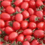Delicious Cherry tomato in China
