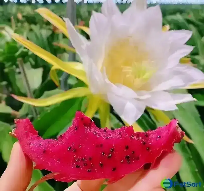 Dragon fruit grading machine
