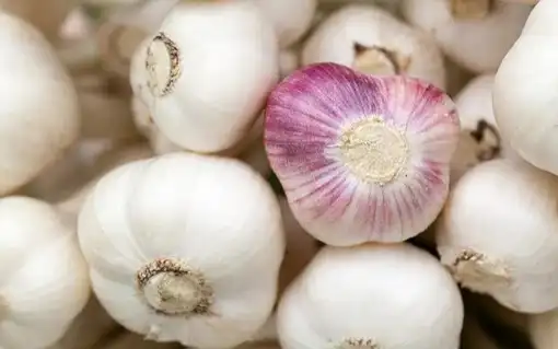 Egyptian garlic season in full swing