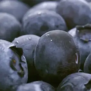 End of season summary of Chilean Blueberry