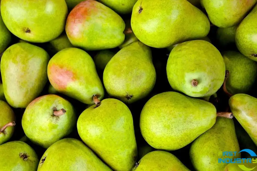 fresh pear fresh pear