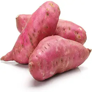 From Field to Global Market: Fstsort's Optical Sorting Technology Opens New Doors for Egyptian Sweet Potato Exporters