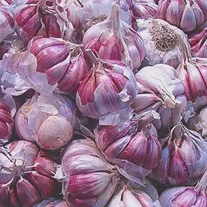 Fstsort 7-Grade Garlic Grading Machine – The Choice of Argentine Garlic Growers