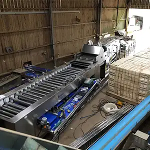 Fstsort adjustable radish grading line: washing → drying → size sorting.