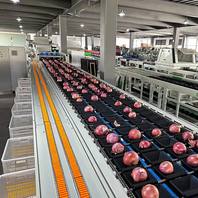 FstSort Onion Weight Sorting Machine