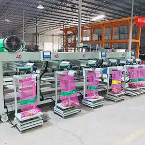 Garlic sorting machine with weighing and packing system