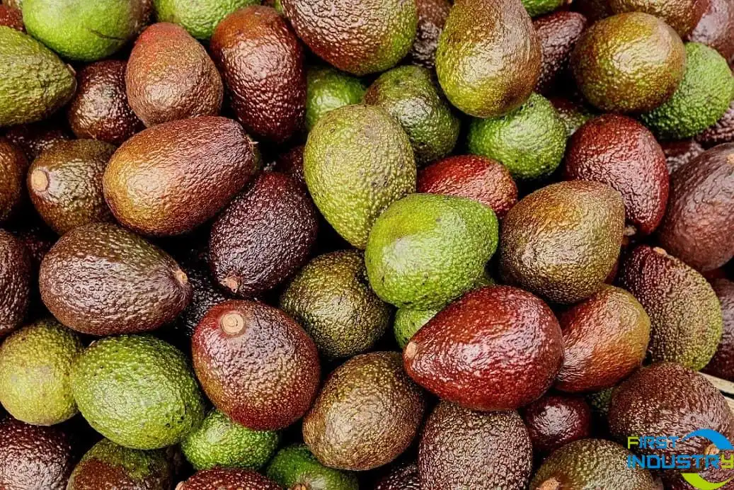 Avocados Avocados
