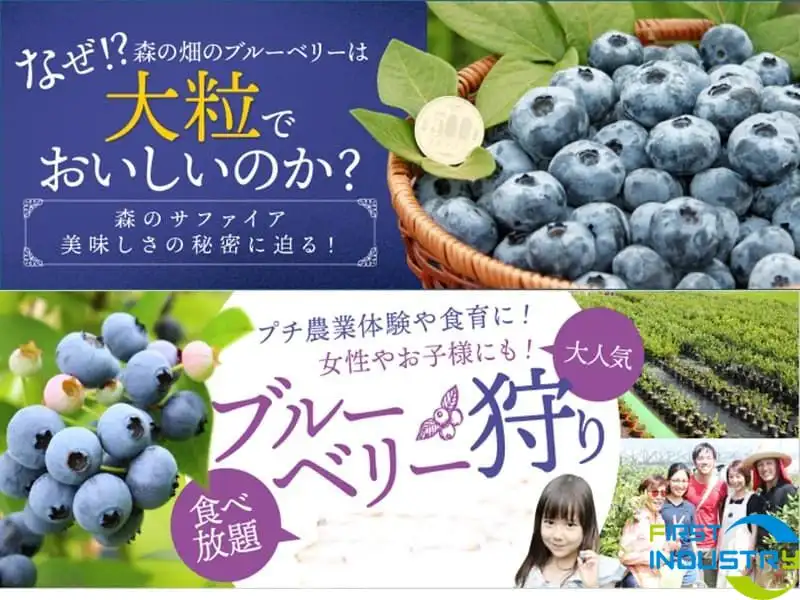 blueberry blueberry