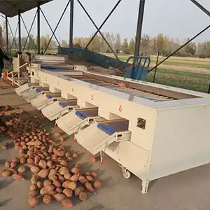 High efficiency sweet potato grading machine liberates labors