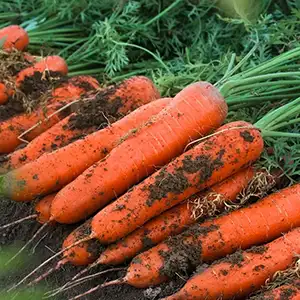 How Does Vietnam Sort And Pack Carrots