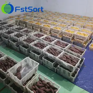 How to clean and sort sweet potatoes with machines