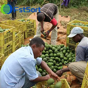 How to sort avocados efficiently for the smallholder farmer in Kenya