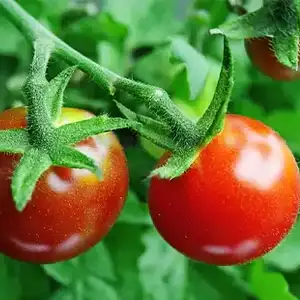 Industry warning: Why should we be careful about using traditional "rollers" when sorting tomatoes?
