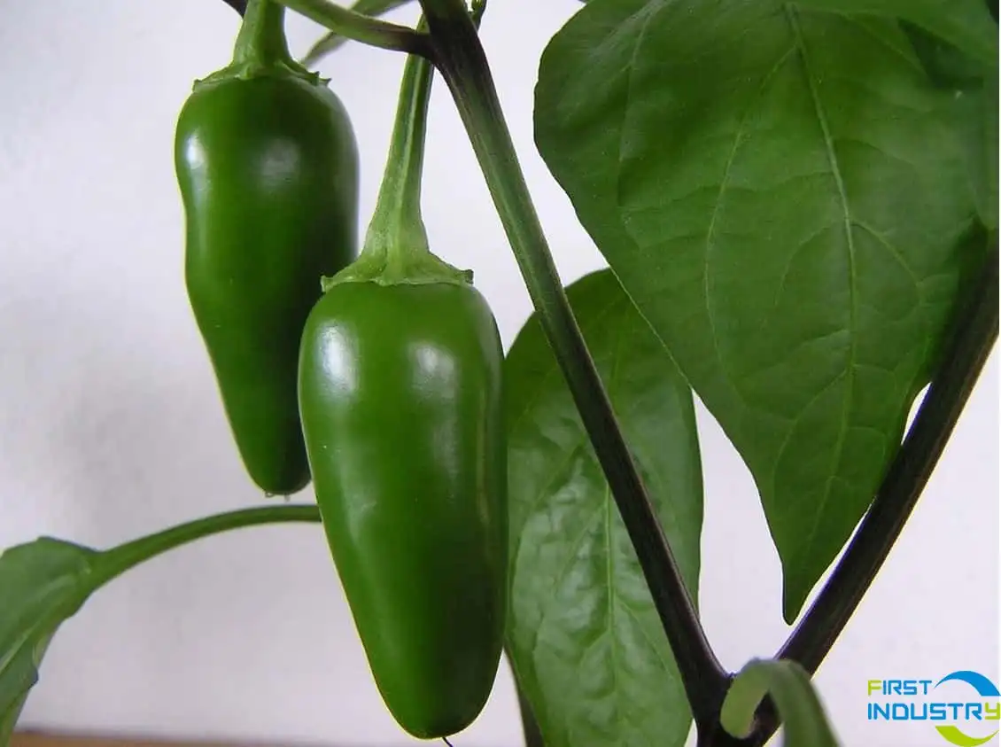 pepper pepper