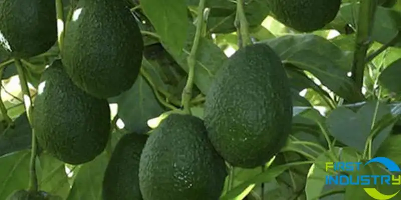 Avocadoes Avocadoes