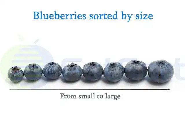 Low cost blueberry sorting machines comparison